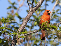 Northern Cardinal 0327